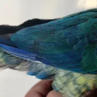 طوطی رد چیک  تراکوئیس  گرینچیک  سخنگو|پرنده|فردیس, منظریه|دیوار