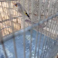 سهره  سرسیاه دورگ سهره کرمونی سهره قناری|پرنده|کوار, |دیوار