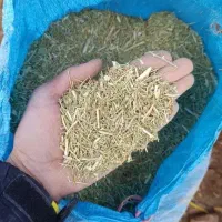 خار سبز نرم برای گوسفند