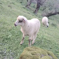 دو عدد بره گوسفند نر و ماده علفخوار ۴ماهه