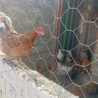 مرغ محلی و سفید تخمگذار جوان