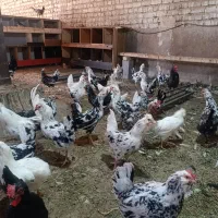 تخم مرغ گلین نطفه دار|حیوانات مزرعه|قم, آزادگان|دیوار