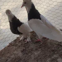 جفت نرو ماده طوقی