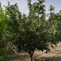 فروش-یک-قطعه-زمین-درختکاری-شده