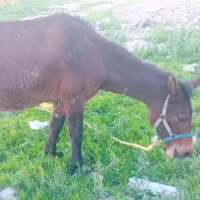 قاطر