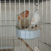 قناری ارجینال|پرنده|یزد, |دیوار