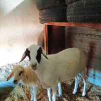 میش وبره عربی تخت وخوش رخ