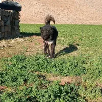 واگذاری|سگ|شهرکرد, |دیوار