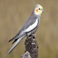 عروس هلندی پیدا شده