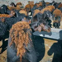 گوسفند مدت دار