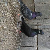 کفتر|پرنده|میناب, |دیوار