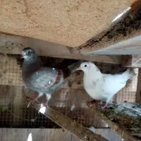جوجه کبوتر