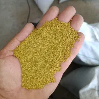 خوشه طلایی بذریونجه