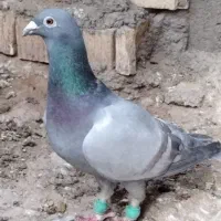 ماده سوسنی .و ابلغ و طوقی پرشی