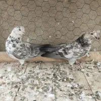 کبوتر پرشی گرگی|پرنده|شاهین‌شهر, گزبرخوار|دیوار