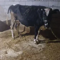 فروش یک راس گاو داشتی خوب