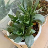 گل طبیعی و قلمه گل