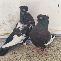 کبوتر سینه|پرنده|شیراز, نصر|دیوار