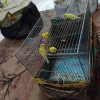 فروش قناری|پرنده|اصفهان, شیخ طوسی|دیوار