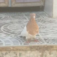 یک جفت کله زرد