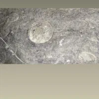 سنگ فسیل قاجاری|کلکسیون و سرگرمی|تنکابن, |دیوار