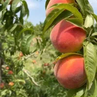 درخت هلو آلبرتا زود بازده پربار