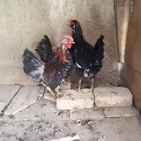 خروس گلین ۱۰ماهه جوان سالم واکسن خورده|حیوانات مزرعه|خمینیشهر, |دیوار