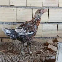 مرغ لاری|حیوانات مزرعه|الوند, |دیوار