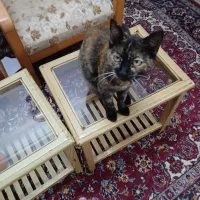 گربه ها همه ماده و  رایگان واگذار میشه|گربه|رشت, حمیدیان|دیوار