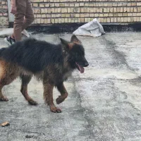 سگ ژرمن شاپر
