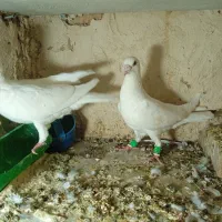 یک جفت سفید