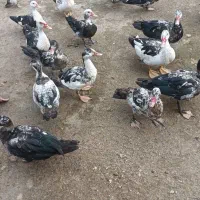 ۲۰ عدد اردک اسراییلی  سالم وسرحال بفروش میرسد|حیوانات مزرعه|رودسر, |دیوار