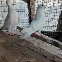 جفت سینه فر