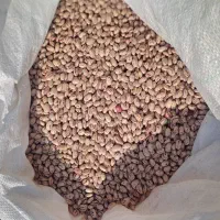 لوبیا چیتی مرگور|خوردنی و آشامیدنی|سیلوانه, |دیوار