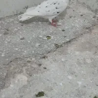 شیر سرخ ۳۵۰وپشتی لکه دار۳۰۰دابگول۳چچ