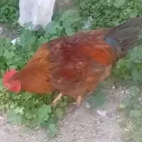 3 عدد خروس چاق