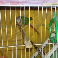 گریچیک نر اماده جفت