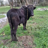 گاو در ورزا کوله|حیوانات مزرعه|خمام, |دیوار