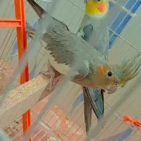 عروس هلند|پرنده|شیراز, پانصد دستگاه ارتش|دیوار