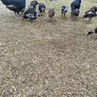 مرغ و جوجه های دو رگ|حیوانات مزرعه|گنبد کاووس, |دیوار