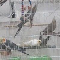 جوجه عروس هلندی