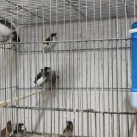 فنچ بنگالی|پرنده|سبزوار, غرب نیروگاه|دیوار