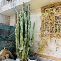 کاکتوس