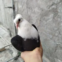 نروماده کله سفید کاکلی