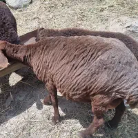 گوسفند چاق و یک عدد بره