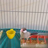 فنچ نرگسی شکلاتی نر