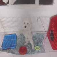 واگذاری سگ شیتزو کراس