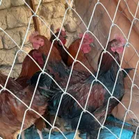 خروس درشت|پرنده|شیروان (خراسان), |دیوار
