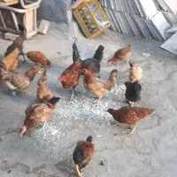 مرغ و خروس و جوجه کردی|حیوانات مزرعه|کرمانشاه, |دیوار
