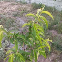 زمین ویلایی ۵۰۰متری|فروش زمین و ملک کلنگی|بستان آباد, |دیوار